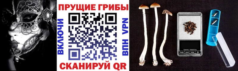 Купить  Белозерск  Псилоцибиновые грибы MAGIC MUSHROOMS 